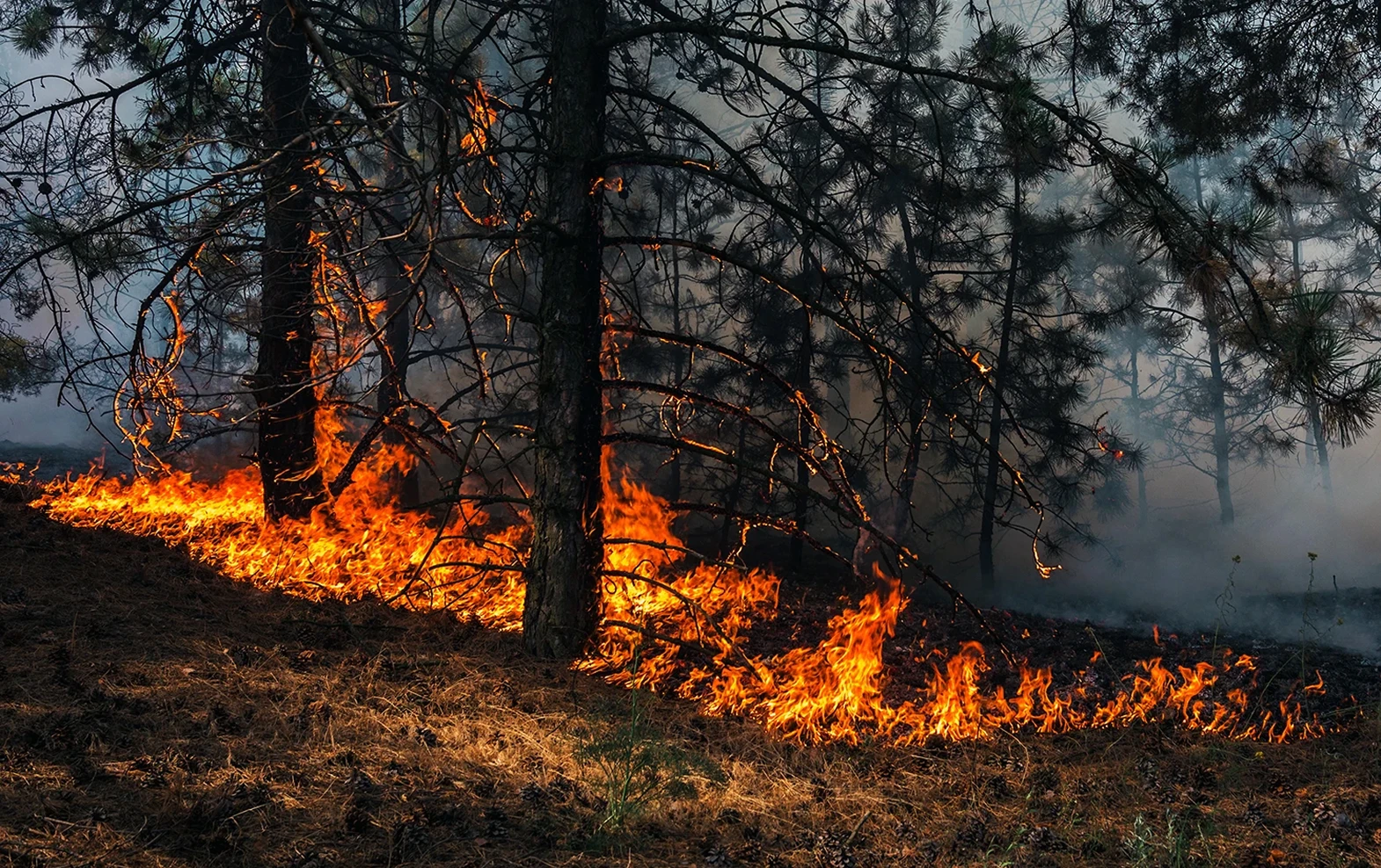 Wildfire burning dry forest floor and tree branches with smoke in the background.