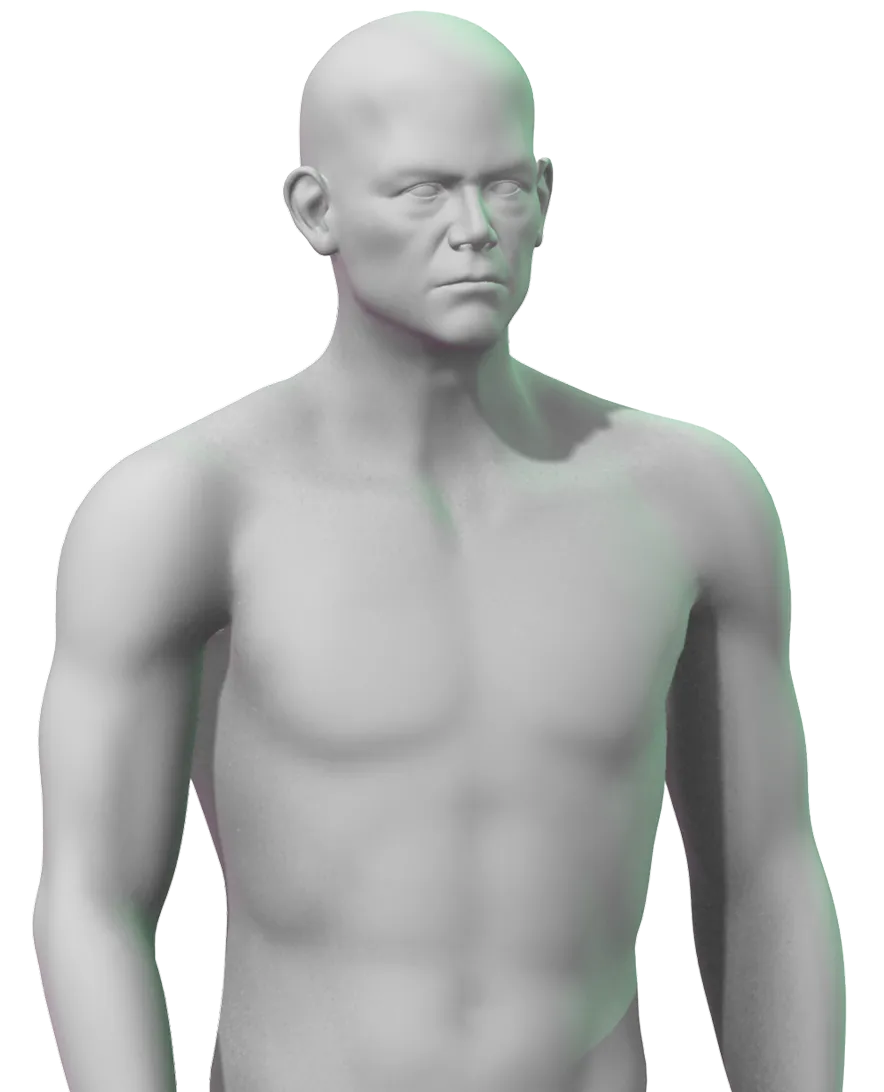 3D rendered bust of a bald muscular male figure with neutral expression and no clothing. Safe for work.